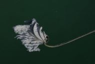 Float 3